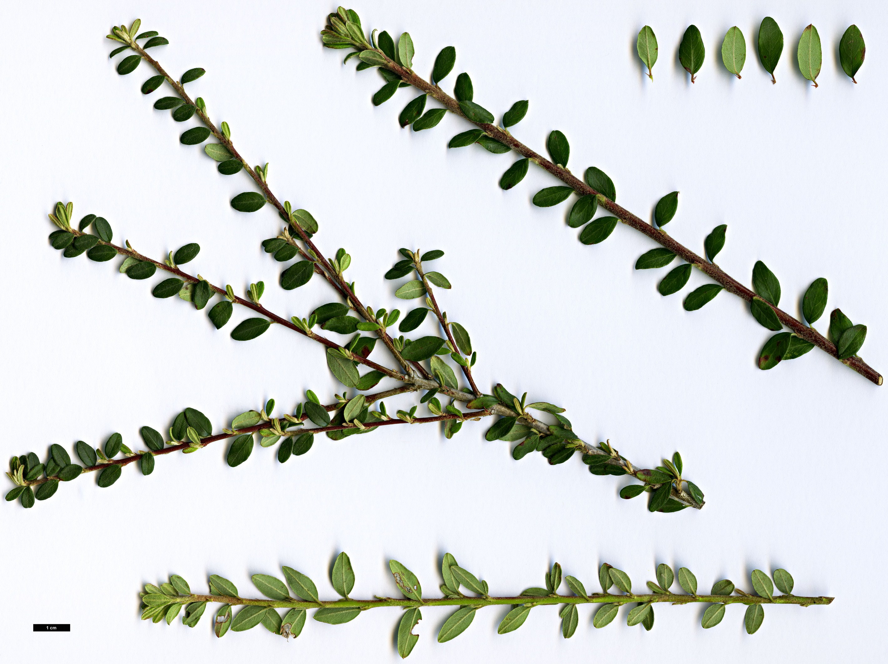 High resolution image: Family: Rosaceae - Genus: Cotoneaster - Taxon: conspicuus - SpeciesSub: ’Red Alert’